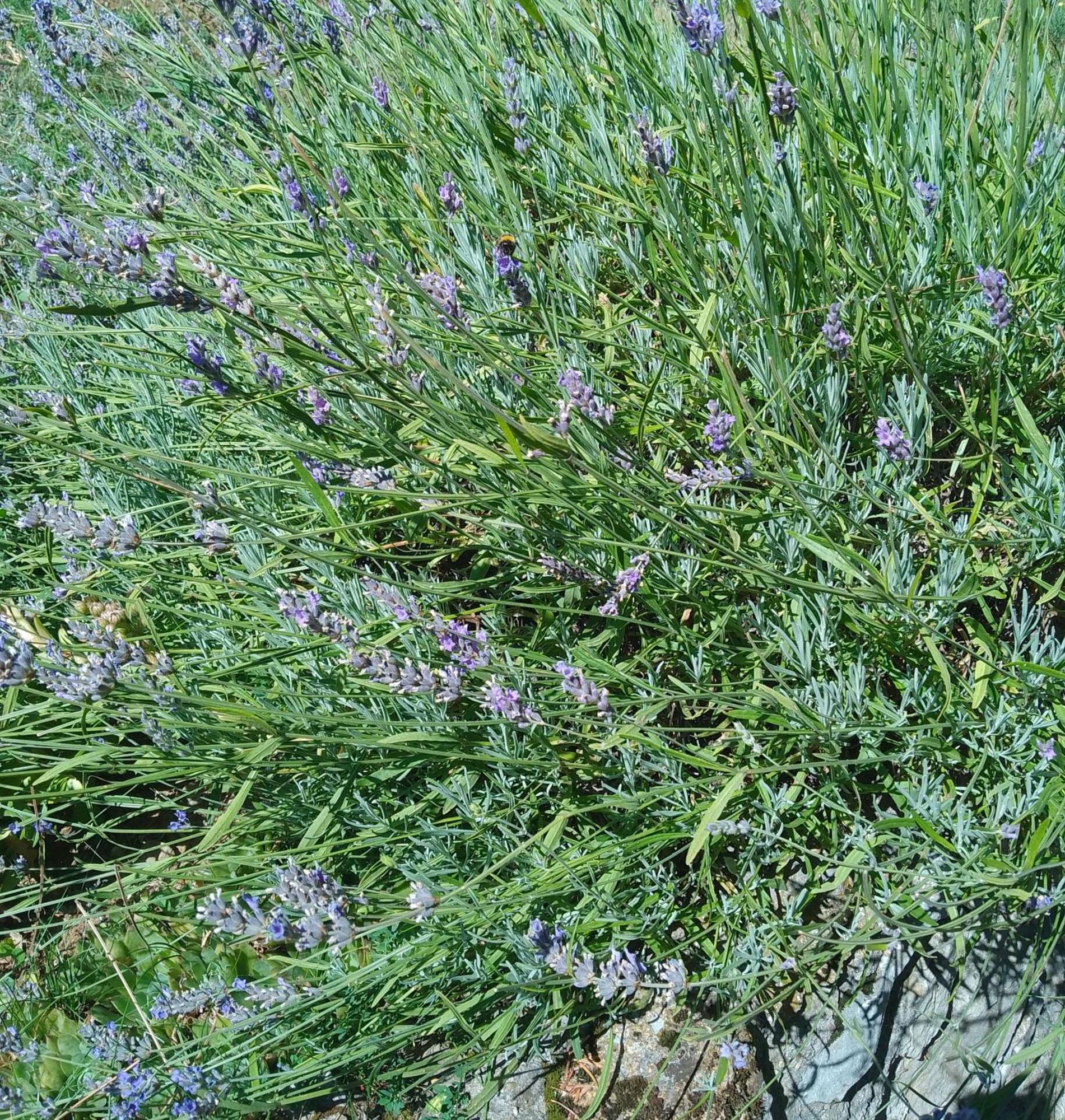 Apartmani Planinska Kuca, Jagodnja Krupanj エクステリア 写真